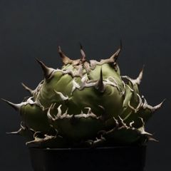 "Agave titanota" アガベ チタノタ【シーザー】 管理2216