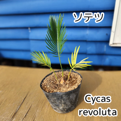 【抜き苗発送】実生苗　ソテツ　蘇鉄　Cycas revoluta　2025-4-27-cr3