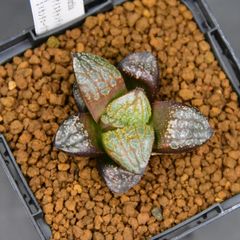 ⚡️アデニウム オベサム⚡️ 塊根 4号鉢ごと発送 - メルカリ