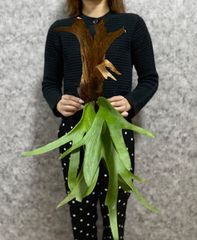 ▽P.willinckii Wild East Java▽ C25 ウィリンキー　ワイルド　ジャワ【PLANET】ビカクシダ