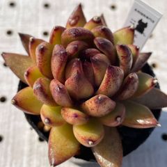 チョコフィンガー　多肉植物　エケベリア　韓国苗