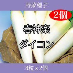 野菜種子 TVF05 春神楽ダイコン 8粒 x 2個