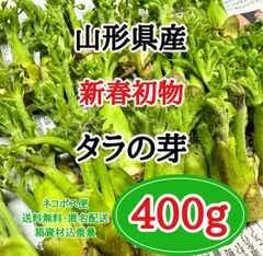 【新春初物】山形県産たらの芽 400g 促成栽培 山菜の王様 ネコポス