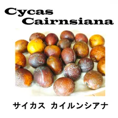 1 貴重　ドワーフサイカス　カイルンシアナ　赤肌　オーストラリア産 7 貴重 ドワーフサイカス カイルンシアナ 赤肌 オーストラリア産Ω