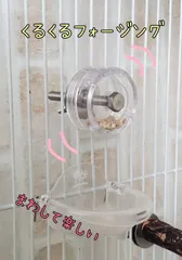 バードトイ　くるくる♡フォージング　インコ　おもちゃ