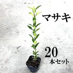 超逸品。常緑ヤマボウシ ホンコンエンシス大株立ち1.9M(鉢底から)品番B