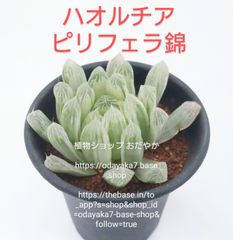 Amazon.co.jp: ハオルチア 臙脂 糊斑錦 台湾輸入株 抜き苗発送