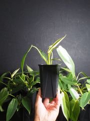 フィロデンドロンスピリタスサンクチ