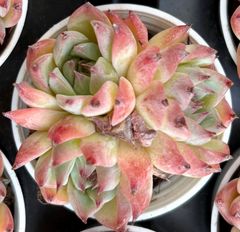 水蜜桃　根付き　エケベリア　韓国苗　多肉植物
