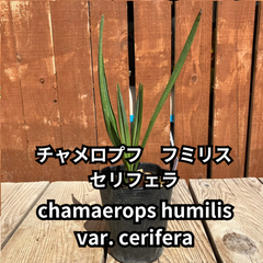 【鉢ごと発送】　チャメロプス　フミリス　セリフェラ　Chamaerops humilis var.cerifera　2024-5-2-chc3