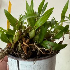 リプサリス ミクランサ カット苗5本 - メルカリ