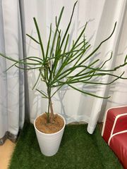 オンコクラータ 現物販売ミルクブッシュ 観葉植物 室内 オフィス