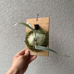 ビカクシダ・ベイチーワイルドvp#16  OC株｜Platycerium veitchii wild vp#16 'OC' 現物株