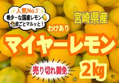【限定❣️】訳ありマイヤーレモン2㎏/レモン　国産レモン　みかん　きんかん　果物