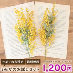 初回限定 ミモザ ドライフラワー 2本セット （約15～20cm） お試し 花材