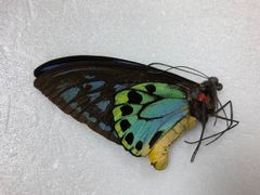 蝶の標本★マライタ島産アオメガネ♂No.2
