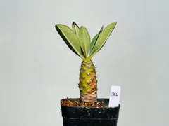 じゃじゃ丸　【新鮮種子25粒】ユーフォルビア・パキポディオイデス　6月採取 じゃじゃ丸 【新鮮種子25粒】ユーフォルビア・パキポディオ