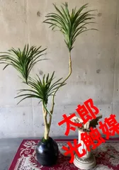 光触媒 人工観葉植物 ウォールグリーン フェイクグリーン ドラセナ