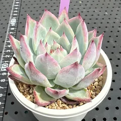 希少子株 アガベ ネバデンシス × コロラータ ハイブリッド ネバコロ 希少子株 アガベ ネバデンシス × コロラータ ハイブリッド ネバコロ