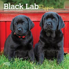 【輸入版】2024年 子犬のブラック・ラブラドール・レトリバー ミニ カレンダー / ブラウントラウト