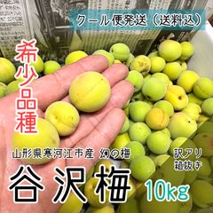 訳あり クール便【幻の梅】山形県寒河江市産 谷沢梅 箱抜き 10kg 中熟 青梅