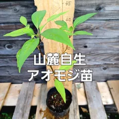 2024年最新】アオモジ 枝の人気アイテム - メルカリ