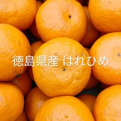 徳島県産はれひめ 5kg 清美オレンジみかん柑橘玉葱たまねぎタマネギオニオン