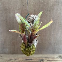 ネオレゲリア　ハイブリッド⑤  コルク付　交配種 交配 Neoregelia hybrid 交配種 交配 現品 観葉植物 観葉 植物 珍奇植物 珍奇 珍しい レア 希少 タンクブロメリア ブロメリア アナナス ハンギング 吊るす  インテリア おしゃれ
