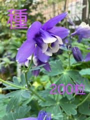 ミヤマオダマキ　種