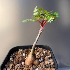 大株　コミフォラ　ピンネイトリーブス コミフォラピンネイトリーブス | STORES