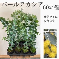 パールアカシア　苗・苗木　★ポットごと発送！　　★ドライフラワーにした時に葉が落ちにくいです！　★アカシアの中でも1・2番人気！　★大きいものから発送します！　★1ポットのお値段です