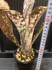 2025年最新】billbergia domingos martinsの人気アイテム - メルカリ