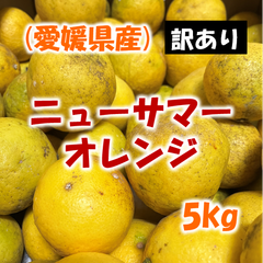 【訳あり】ニューサマーオレンジ 5kg