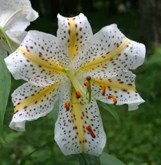 2025年最新】ヤマユリ 種の人気アイテム - メルカリ