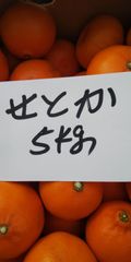 せとか      5kg