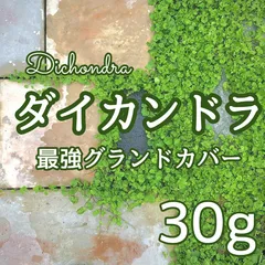 2024年最新】ディコンドラの人気アイテム - メルカリ