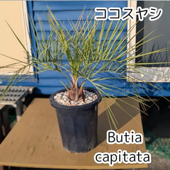 【鉢ごと発送】ココスヤシ　 Butia capitata　(ヤタイヤシ)　2025.4.17Cc1