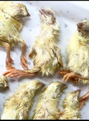 まみ　カットひよこ　100羽分 まみ様専用 冷凍カットひよこ 100羽分 - メルカリ