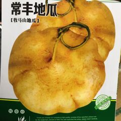 中国　ヒカマ ヤムビーン 常丰地瓜　種子　20粒