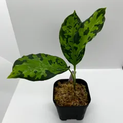 2023年最新】アグラオネマピクタム azの人気アイテム - メルカリ