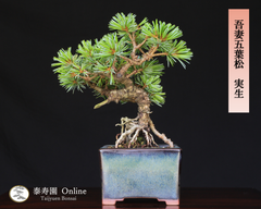 吾妻五葉松 実生 根上り 小品盆栽【泰寿園 Online】現品 一点物 盆栽 松柏 室内 鑑賞 趣味 卓上盆栽 盆栽鉢 グリーン 和 ギフト プレゼント 贈答品 ミニ盆栽 誕生日 母の日 父の日 敬老の日 記念日 お祝い 1