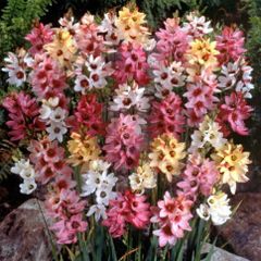 イキシア 60球カラフルミックスパック  秋植え 冬植え 春咲き 球根 イングリッシュガーデン