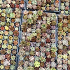 1季節のおまかせ5個多肉植物4CM-6CM 大美苗 エケベリア 韓国苗