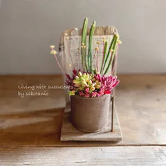 ペイント缶の寄せ植え 流木飾り棚セット