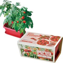 【送料無料】聖新陶芸 冬 / 春 / 夏の 家庭菜園 簡単 栽培キット ゆったり育てる ミニトマト 野菜 栽培セット ( 自由研究 / 食育 ) 鉢約24×15cm ENJOY PLANTER VEGE 母の日 プレゼント 誕生日 GD-93102