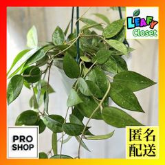 観葉植物 ホヤ(サクララン) sp. 4号吊り鉢(個体おまかせ1鉢