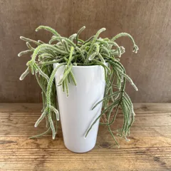 リプサリス　ピロカルパ　現品  Rhipsalis pilocarpa エリスロリプサリス フロストシュガー 朝の霜 髭赤葦 森林サボテン ジャングルサボテン 観葉植物 観葉 植物 珍奇植物 珍奇 珍しい 多肉植物 多肉 カクタス サボテン グリーン