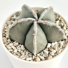 【多肉植物】サボテン・雪稜鸞鳳玉　Astrophytum myriostigma