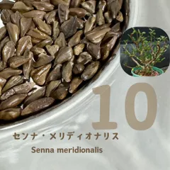 2026種子10粒 センナ・メリディオナリス Senna meridionalisのサムネイル