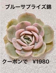ブルーサプライズ錦  ラス1  多肉植物  多肉  韓国苗 発根済み